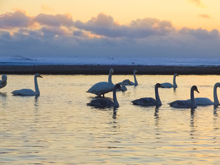 北海道ヌッキベツ川　夕日と白鳥