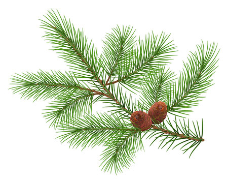 Green fluffy cedar branch and two cones