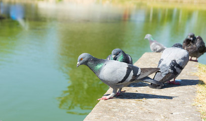 Pigeons in the Park