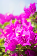 Obraz na płótnie Canvas bougainvillea flowers, pink flowers in the park