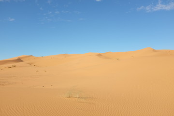 Fototapeta na wymiar Dune Landscape of Sahara Desert