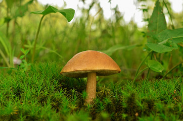 Mushroom in a moss, Brown Cap Boletus. Mycology concept