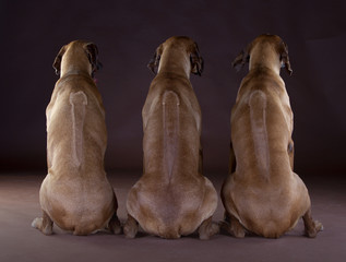 3 friends Rhodesian Ridgeback