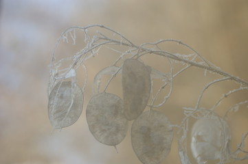 Lunaria annua - Silberblatt bereift