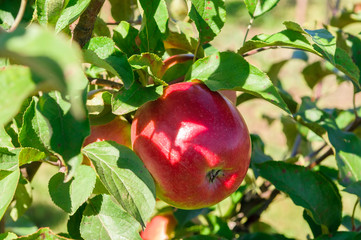 red apples on tree branch