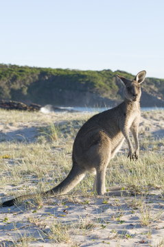 Eastern grey kangaroo (Macropus giganteus) on beach at sunrise, Ben Boyd National Park, New South Wales