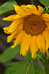 Blooming Sunflower Vertical View