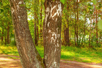  forest on the shore of lake