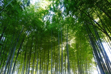 Bamboo forest
