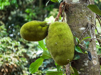 Breadfruit in the tree. An excellent illustration.