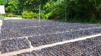 Soil in Bag for agriculture 