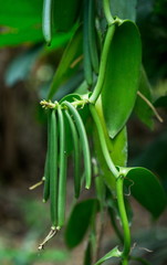 Vanilla pods on a tree. Madagascar. An excellent illustration.