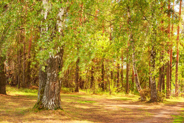 summer in birch forest