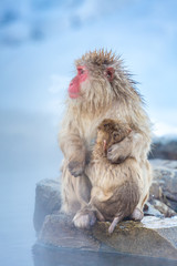 Snow monkey Macaque Onsen