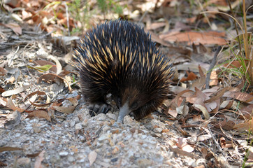 Australian echidna, the spiny anteater, Tachyglossus aculeatus, digging for ants in dirt with its...