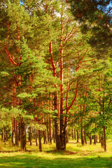  summer in pine forest
