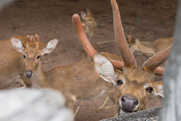 Deer is staring on photographer