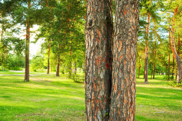 Fototapeta premium summer in pine forest