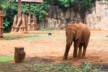 Baby African elephant 