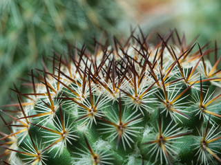 Naklejka na ściany i meble Thorns of Little Cactus