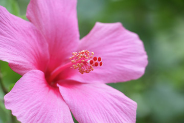 pollen of pink hibiscus ; Hibiscus boryanus DC or Hibiscus festalis Salisb or Hibiscus storckii Seem (selectived focus)
