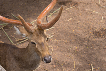 Deer is staring on photographer