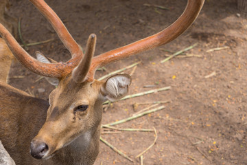 Deer with Beautiful horn 