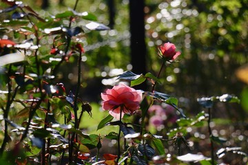 Flower Dunedin New Zealand South Island Garden Botanic Gardens Oceania Beautiful Image Nature
