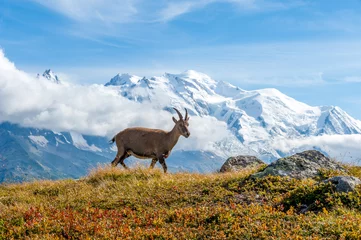 Photo sur Plexiglas Mont Blanc Mont Blanc et Bouquetin