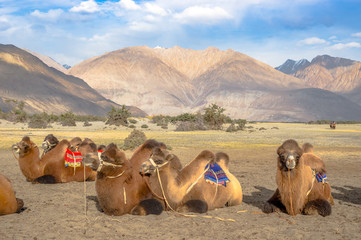 Bactrian Camels for tourist riding in Nubra valley, Ladakh.