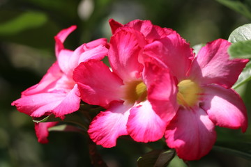 Desert rose bright flowers on the tree 