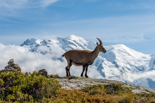 Mont Blanc et Bouquetin
