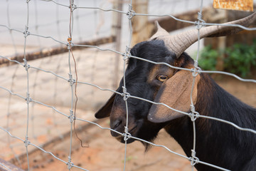Black Goat in Cell 