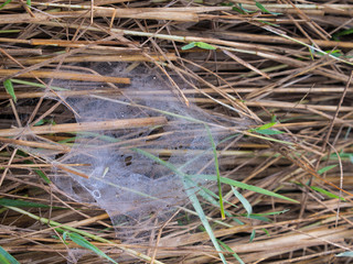 Naklejka na ściany i meble Dew Drops Perched on a Spider Web