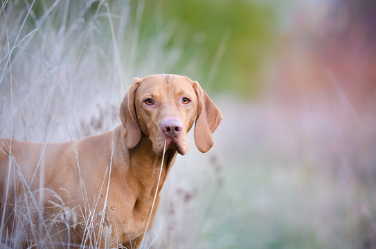 Hungarian vizsla hound dog