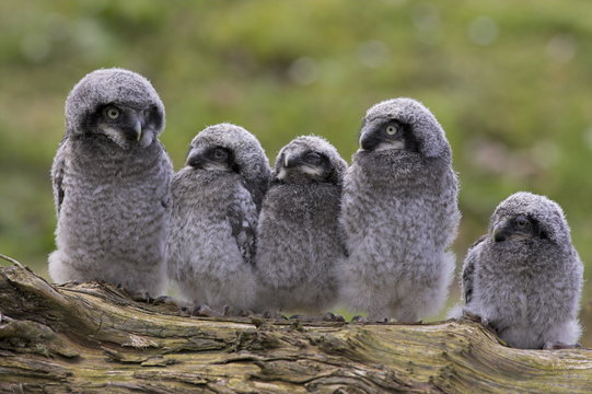 Chicks of Northern hawk owl (Surnia ulula ulula), native to Scandinavia and Eurasia, captive, World Owl Trust, Cumbria