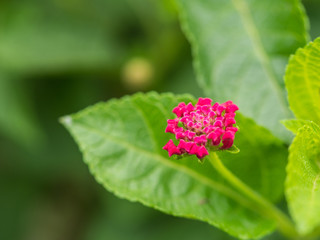 Pink Hedge Flower Blooming