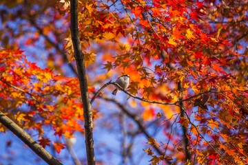 Long Tailed Tit (Aegithalos caudatus)