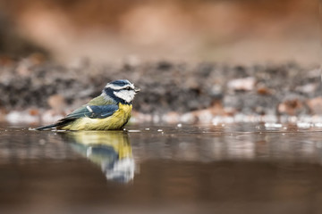 Blaumeise (Cyanistes caeruleus)