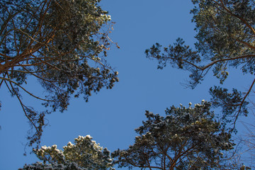 Branches of trees in a forest with snow on the background of blue sky. With free space