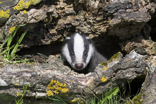 Badger cub, Meles meles, captive
