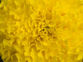 Yellow Calendula Flower on Background