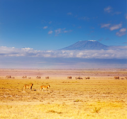 Naklejka premium Two lions at savannah during Great migration