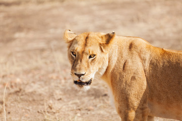 Portrait of young beautiful African lioness