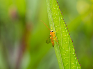 Fototapeta premium Yellow Insect Perched on The Leaf