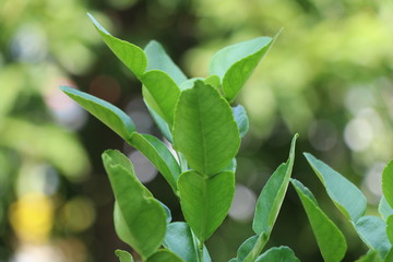 Bergamot leaves fresh in the garden, herb for cooking