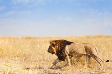 Portrait de lion marchant et chassant dans l& 39 herbe