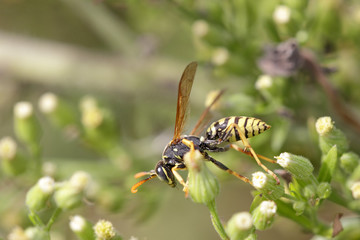 Wasp in a sunny meadow