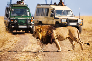 Big lion crossing the road at African savannah - obrazy, fototapety, plakaty