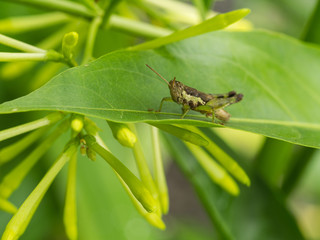 Grasshopper Sitting on Night Jasmine